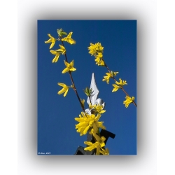 Blumen und Stahl
